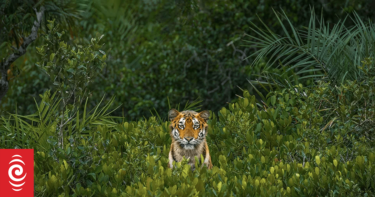 Bosques de manglares: la mirada acerada de una joven tigresa gana premios de fotografía