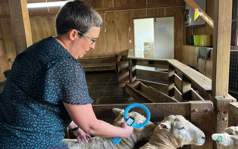 Pioneering kiwi research for hydrocephalus patients | RNZ
