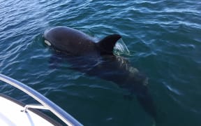 One of the orca popped up and nosed the boat.