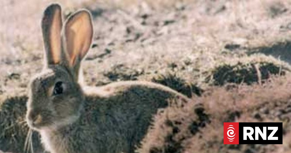 New strain of rabbit calicivirus found in New Zealand | RNZ