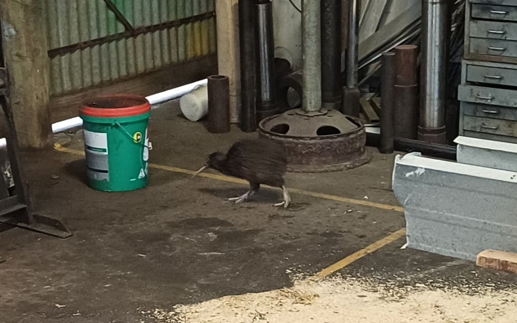 A curious kiwi explores a corner of the Rosvall Sawmill’s workshop.