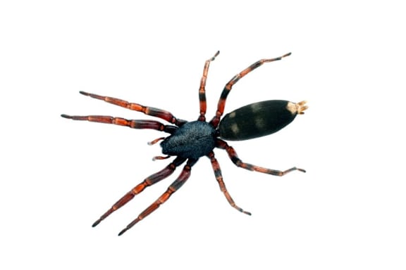 White tail spider
