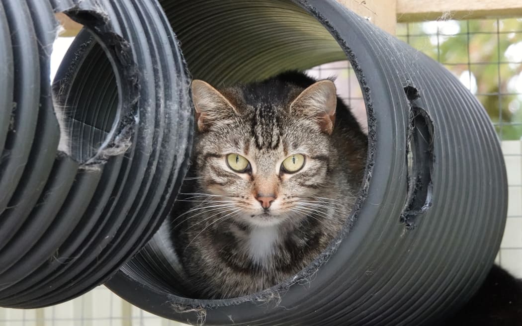 Demi, a tabby in a tunnel, awaits a new home.