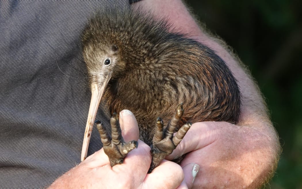 The kiwi hospital's first patient about to be returned to the wild.