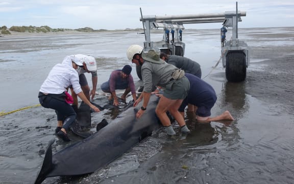 Preparing the whale to lift on Farewell Spit.