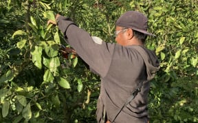 An i-Kiribati RSE worker at Matakana.