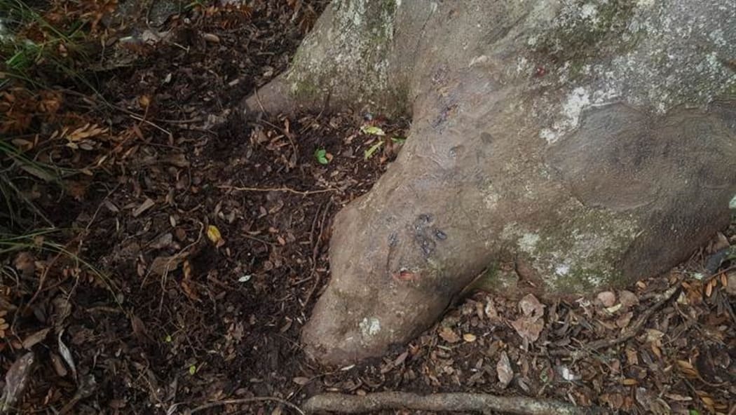 Pig damage to Kauri.