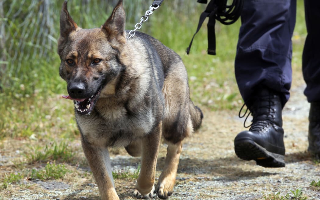 Police dog at the Police Dog Training Centre