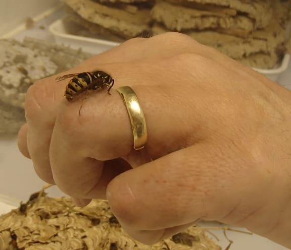 Common wasp on a hand