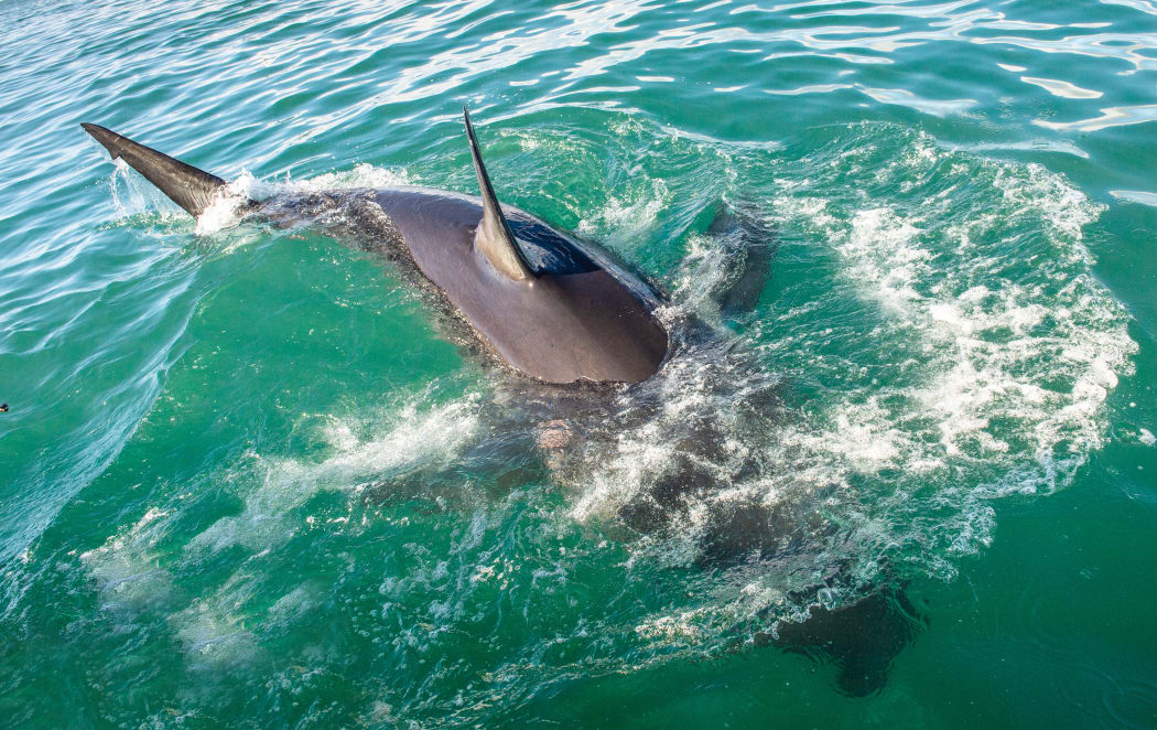 Fin of great white shark.