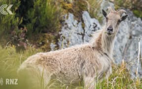 Conservation fight against tahr escalates in Southern Alps