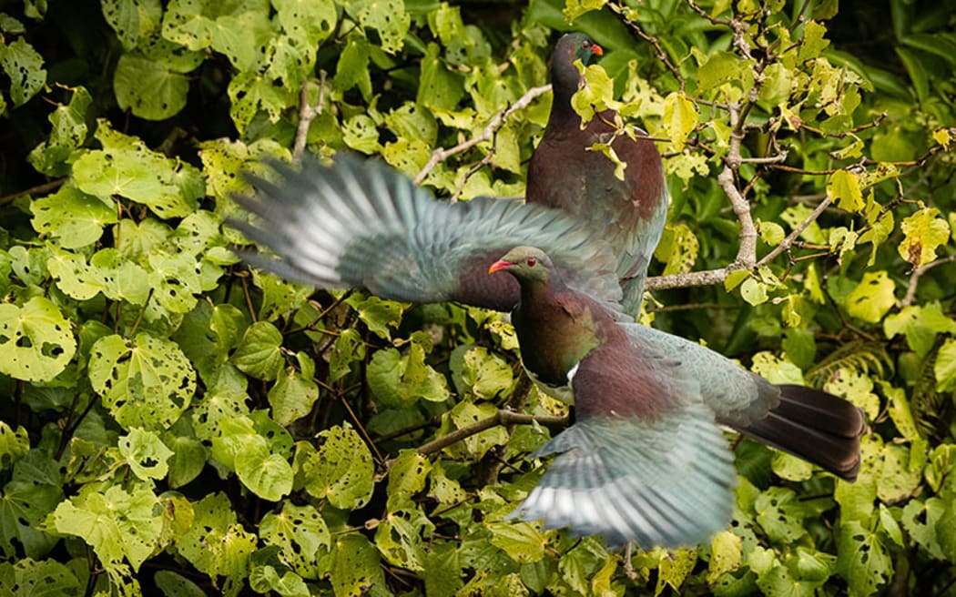 The NZ Garden Survey reports that sightings of kererū in people's gardens have increased 100 per cent in the past 10 years.