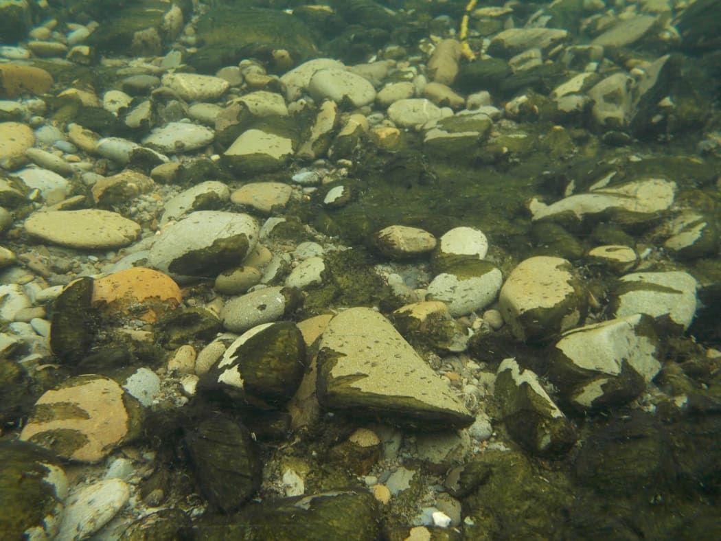 Close up of Phormidium in Opihi River.