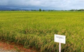 Grace Road Church's rice plantation in Navua, south of Suva. The plantation is said to be in preparation for the armageddon.