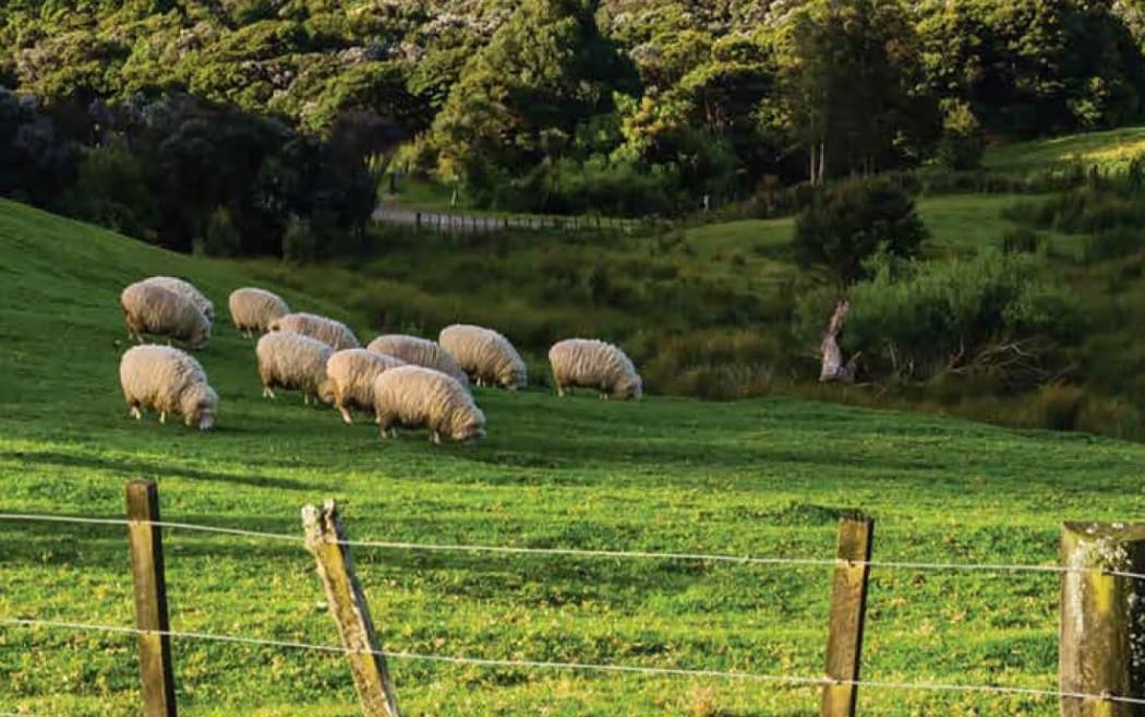 Sheep and cattle are ruminants, and the methanogen microbes in their rumen produce methane as part of the feed fermentation process.