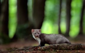 Weasel.