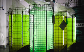 Carbon dioxide created during the brewing process is fed into separate tanks to help the algae grow.