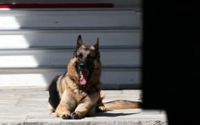 US President Biden and First Lady Jill Biden announced the death of Champ, one of their two German Shepherds.