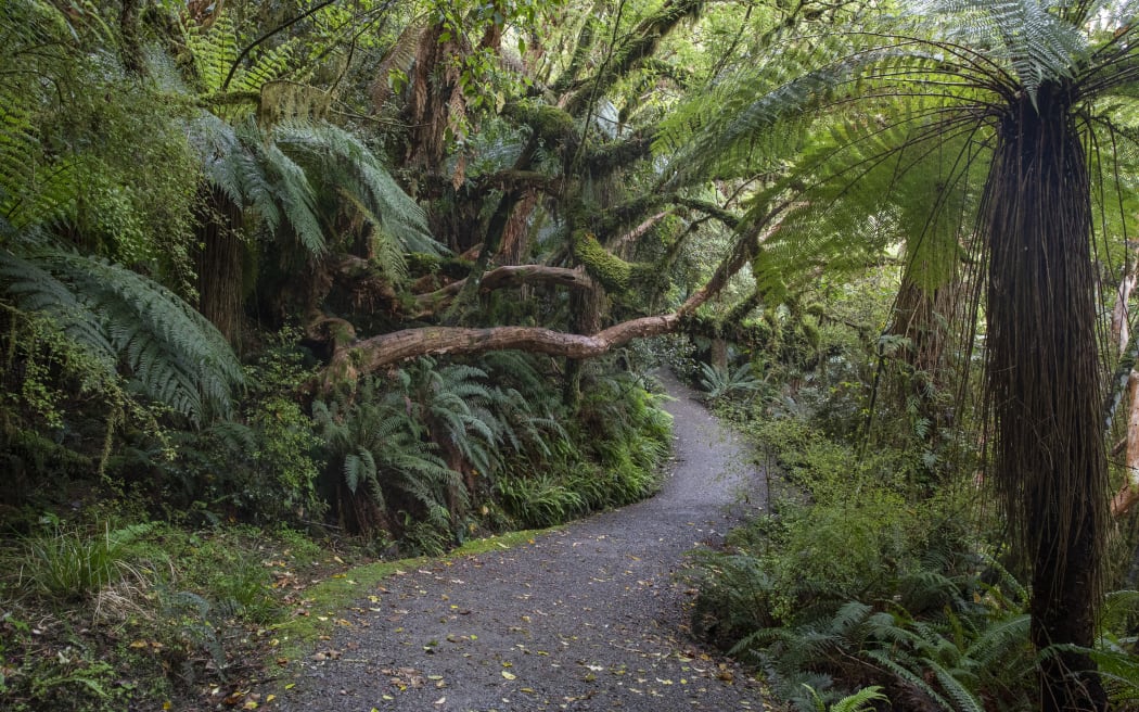Path of the McLean waterfalls in the Catlins Forest Park in Catlin in the Otago region of the South Island of New Zealand on November 24, 2020. McLean Falls is a 22m waterfall making it one of the tallest in the Catlins Forest Park. (Photo by Sanka Vidanagama/NurPhoto) (Photo by SANKA VIDANAGAMA / NurPhoto / NurPhoto via AFP)
