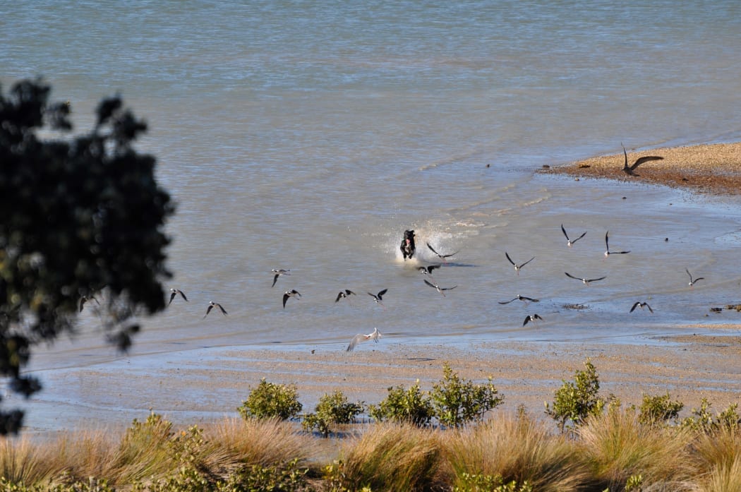 A dog chasing pied stilts and caspian terns on Omaha Beach.