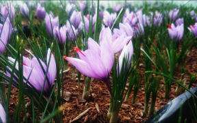 Saffron comes from the stigma of the crocus sativus