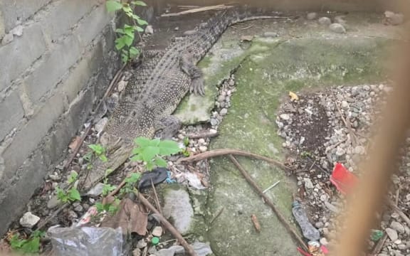 One of the crocodiles inside the litter-filled concrete cage it spent 25 years in.