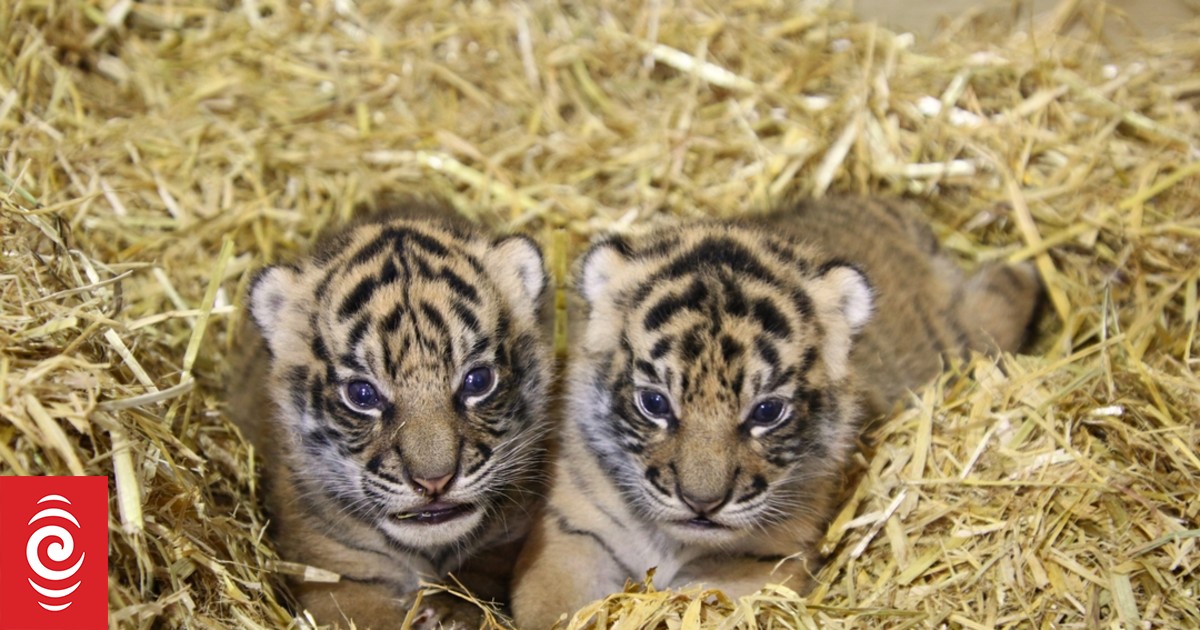 Hamilton Zoo reveals gender of its new Sumatran tiger cubs - Vimarsana News