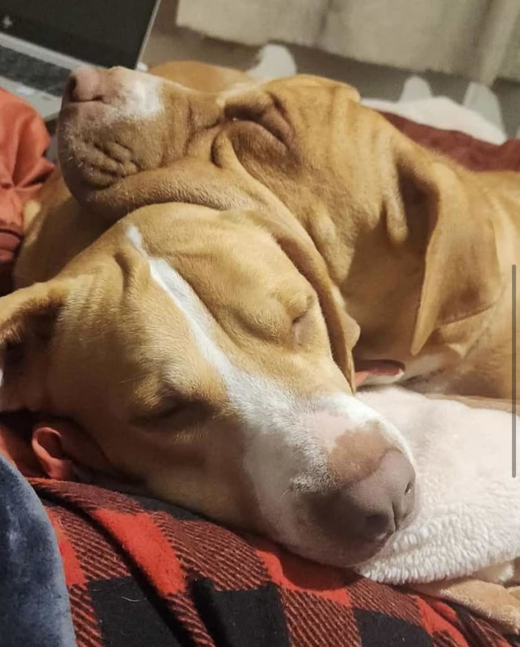 Nema and Sophie are two dogs that need to find a new home after their family's landlord Kāinga Ora said they were not allowed.