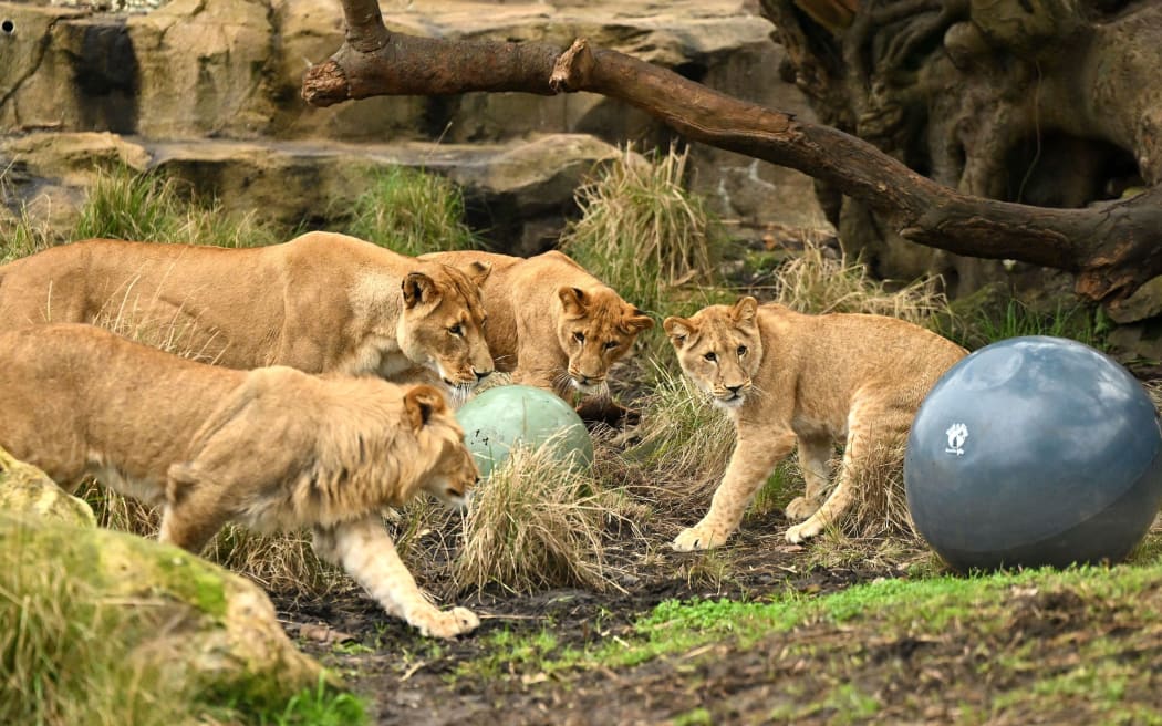 Lion cubs play with balls as they come out of the cage on their birthday at Taronga Zoo in Sydney on August 12, 2022. - The five lion cubs, Khari, Luzuko, Malika, Zuri and Ayanna were born on 12 August 2021 at Taronga Zoo. (Photo by Saeed KHAN / AFP)