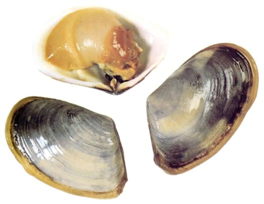 Toheroa are endemic to New Zealand. Overfishing in the 1950s and 1960s has led to a total and ongoing ban on harvesting.