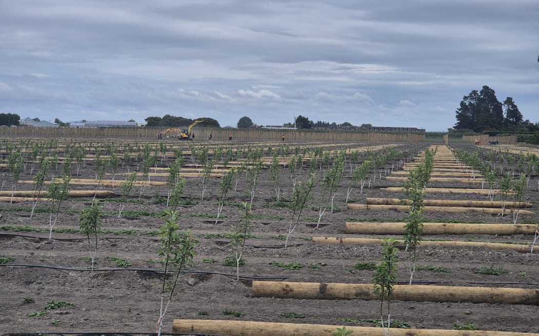 Over the past three months, Craigmore Sustainables has redeveloped about 22-hectares of this orchard site.