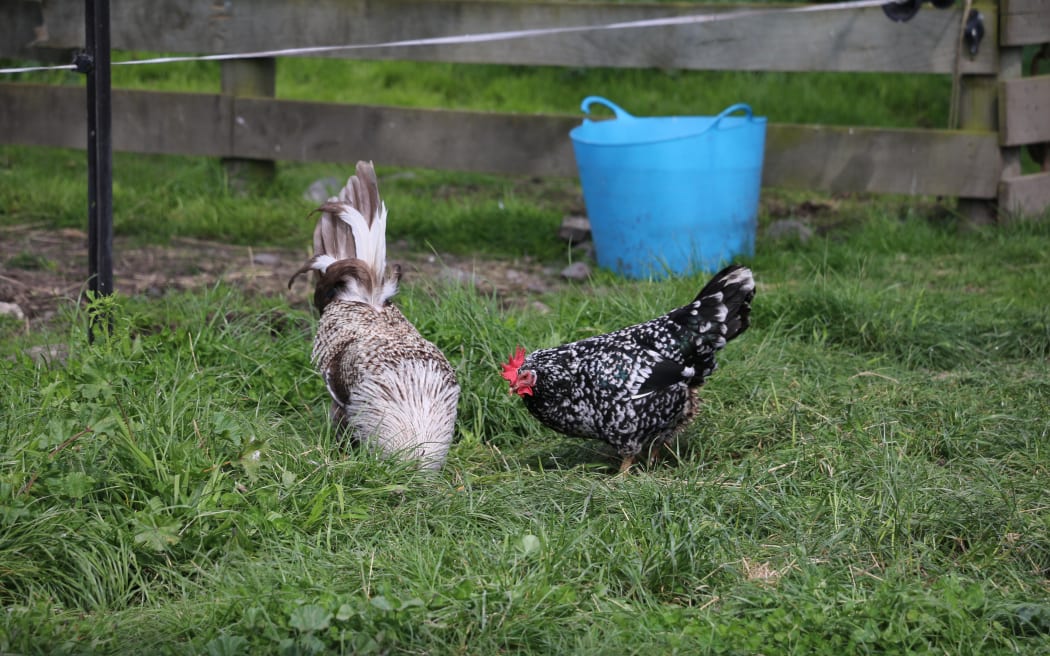 chickens fossicking