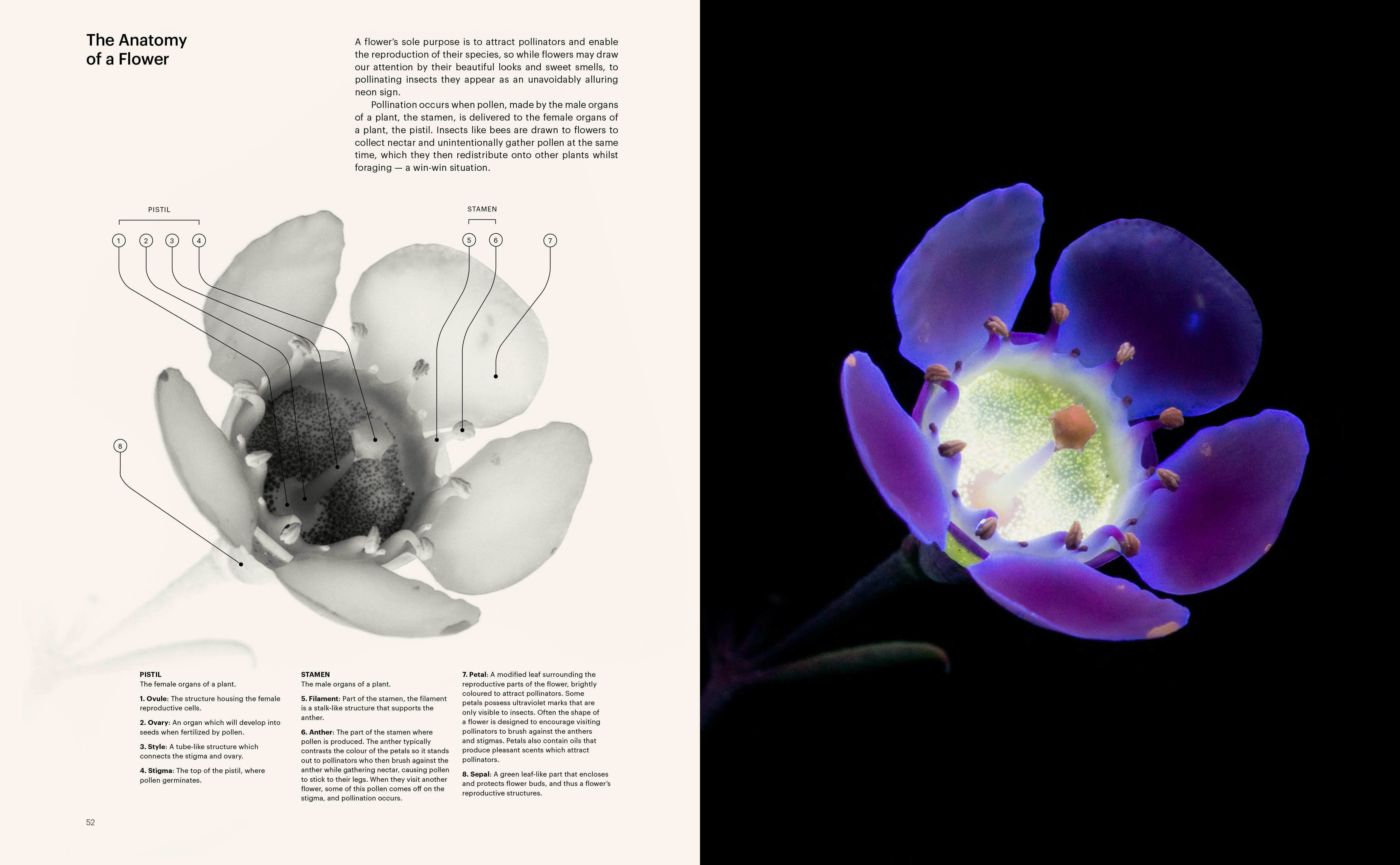 The Seduction of the Honeybee book | RNZ