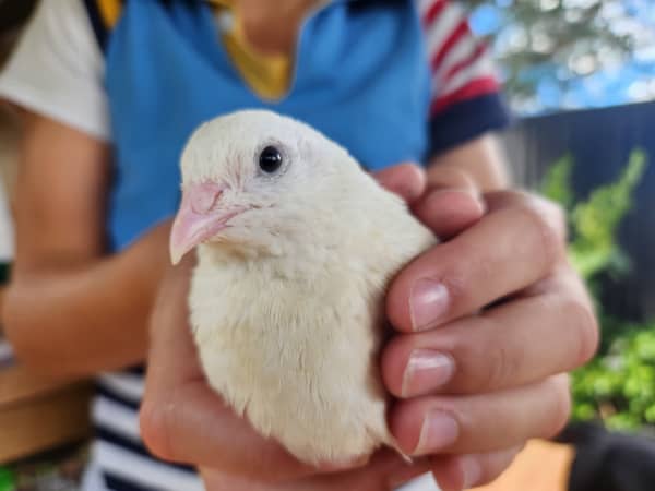 "I have to protect them. I have to care for them. I have to feed them, water them, do all the food for them. So that's what I do."
