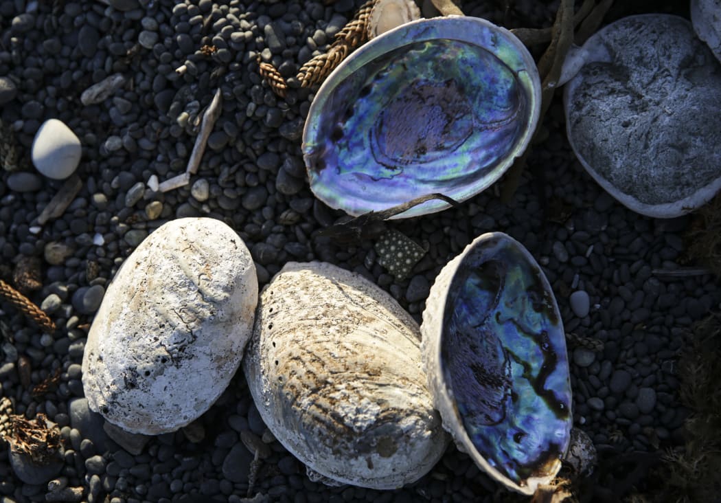 A pile of paua on the beach.