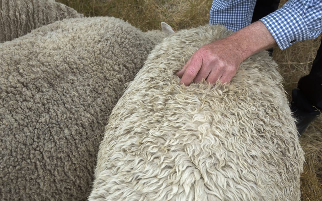 Sharon the mutant sheep (right) and other.