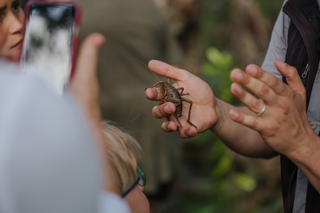 A wētāpunga - giant wētā - to be released on Motuihe.