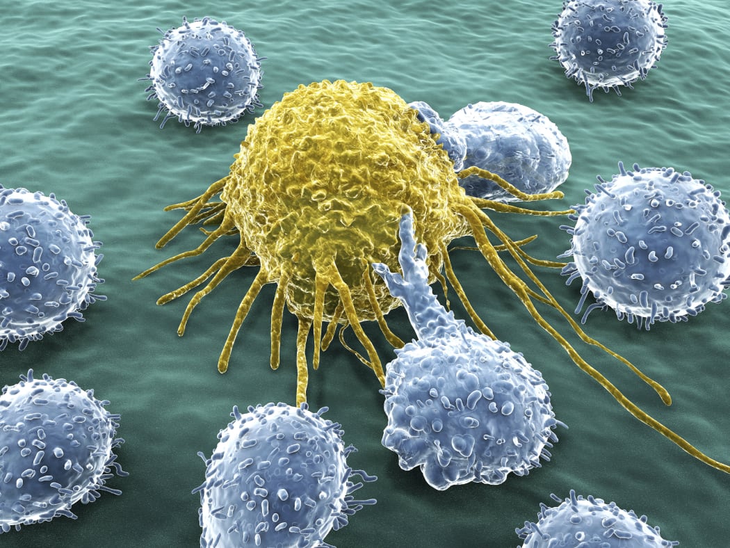 T cell latching on to a yellow cancer cell to kill it