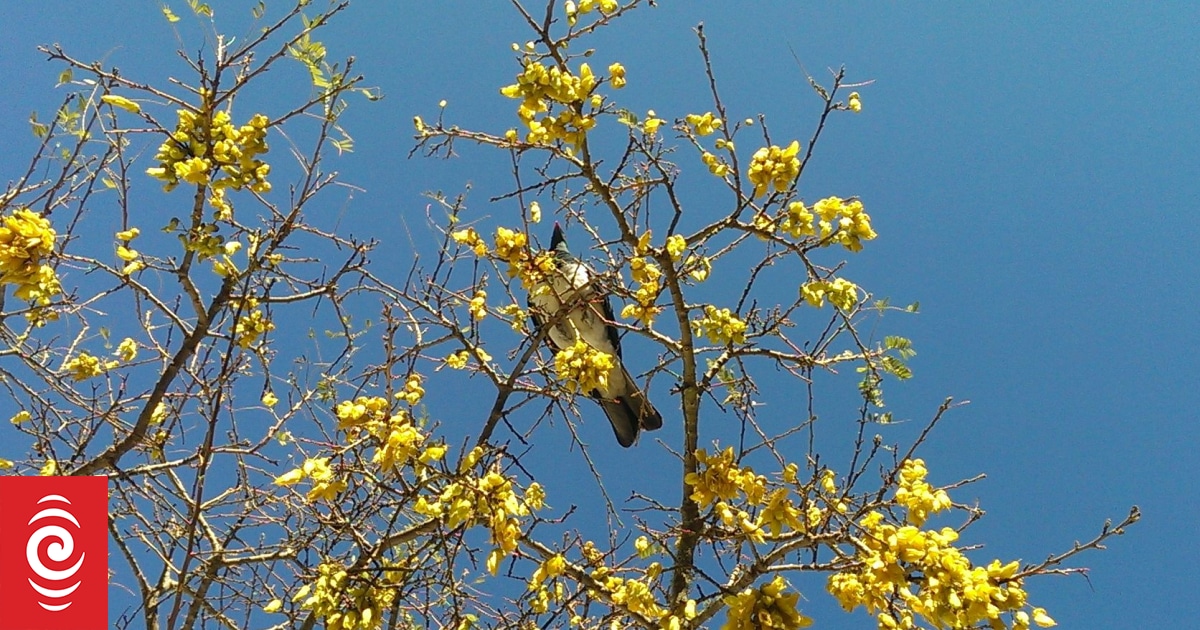 Nectar at highest concentrations on native trees along NZ's dry east coast - study
