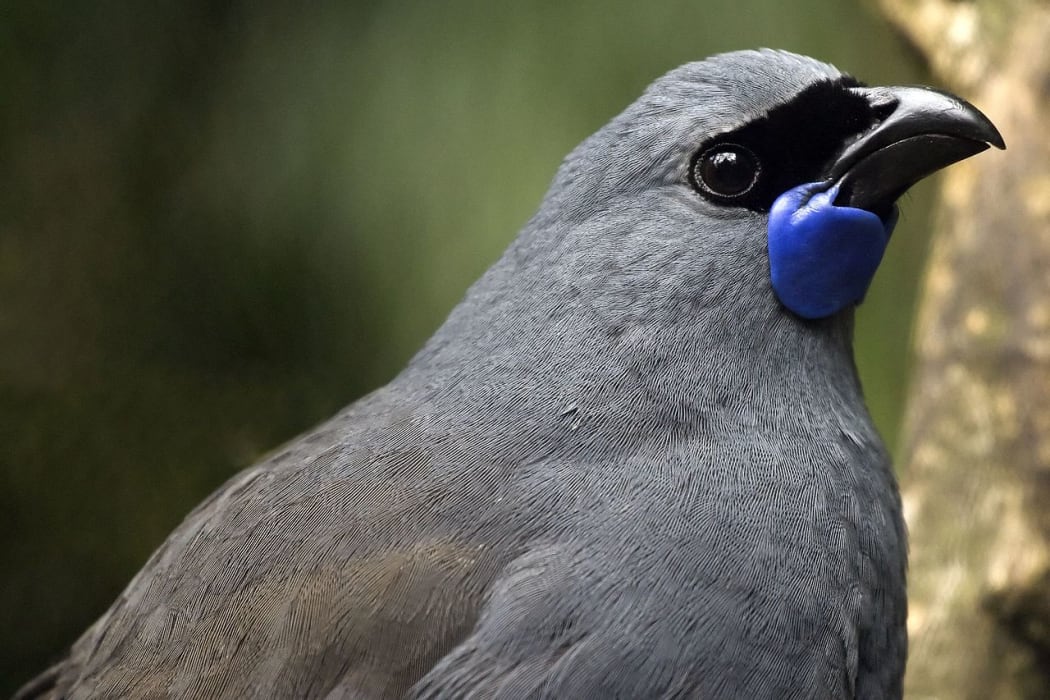A North Island Kōkako (callaeas wilsoni) head in closeup.