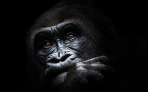 Frontal Portrait of a Western Lowland Gorilla Deep in Thought