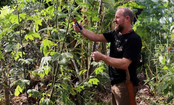 Kris Edgington cutting a biomass plant - Mexican sunflower - at his Te Puke property.