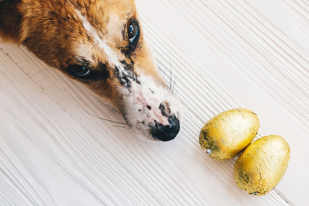 A dog with Easter eggs
