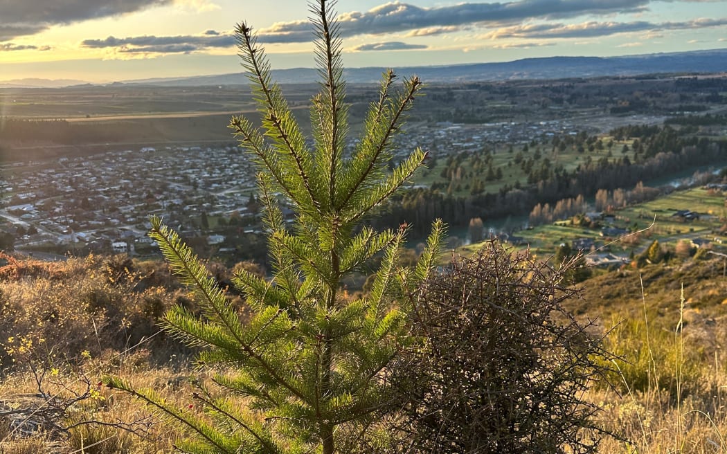 Call for legacy wilding pine forest owners in South Island hotspot to ...