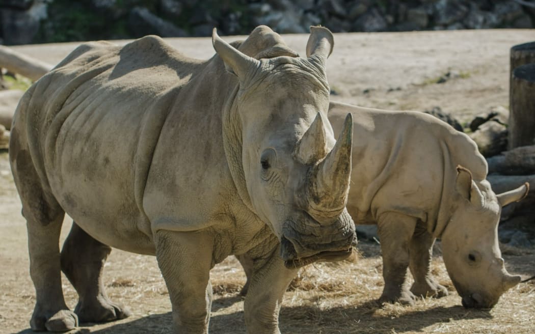 Auckland Zoo's rhinoceros enclosure.