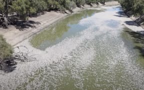 Dead fish in the Baaka-Darling River