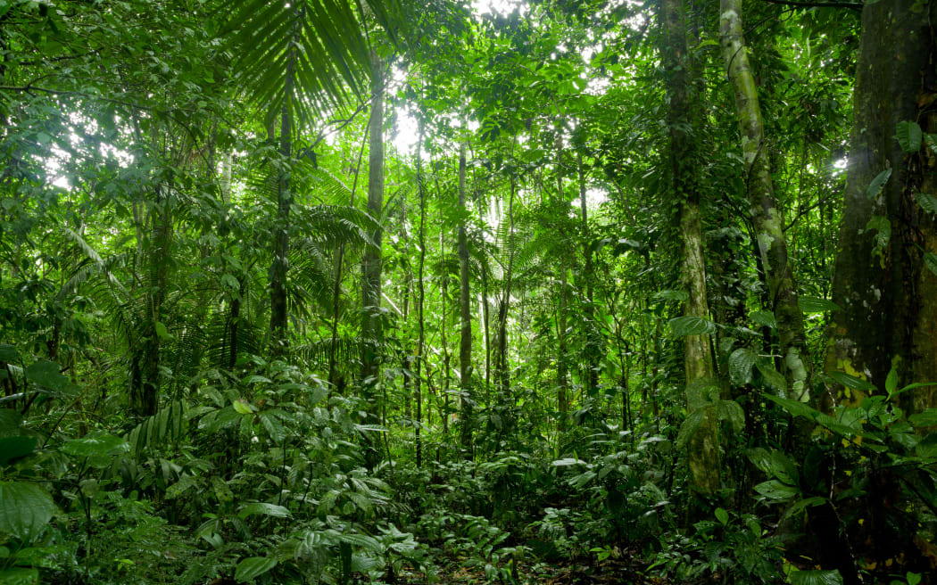 Tropical Rainforest Landscape, Amazon
