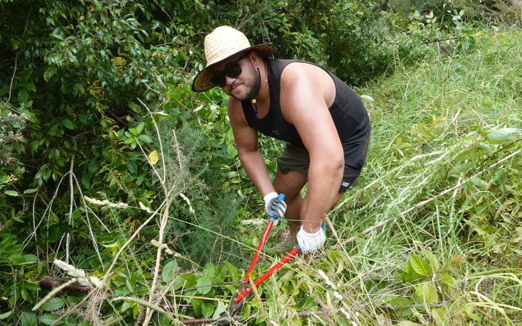 DOC cadet Mikey Cook (Ngāti Hau) tackles invasive Taiwanese cherry during a clean-up at Kororipo Pā.
