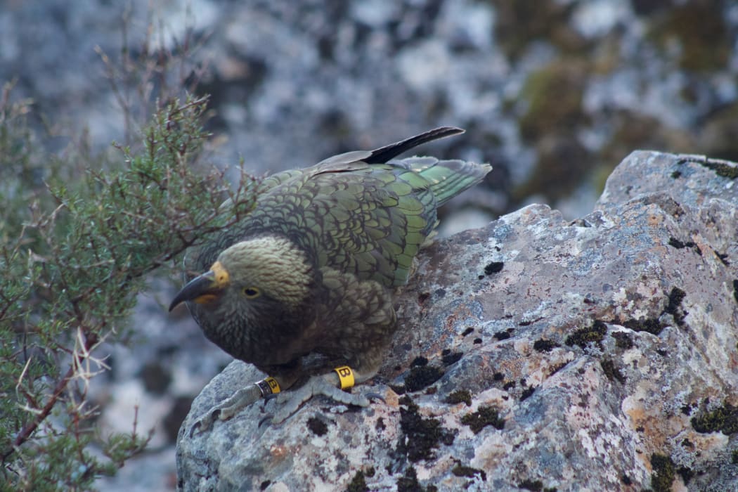 A young male kea banded at Arthur's Pass in March 2019, named Whakamatemate.