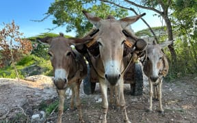Three donkeys drawing a cart in Kenya.